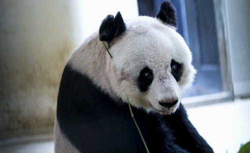 Dunyadag&#305; en jas&#305; ulken panda  36 jasta (foto)