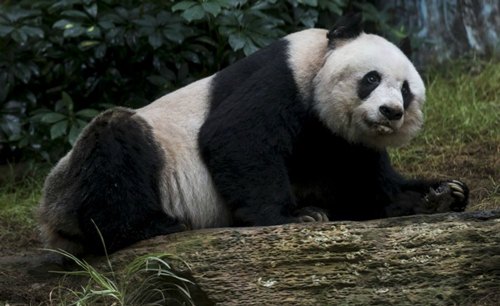 Dunyadag&#305; en jas&#305; ulken panda  36 jasta (foto)